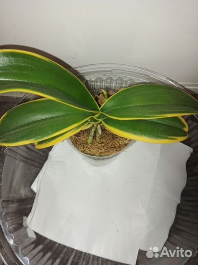 Орхидея фаленопсис