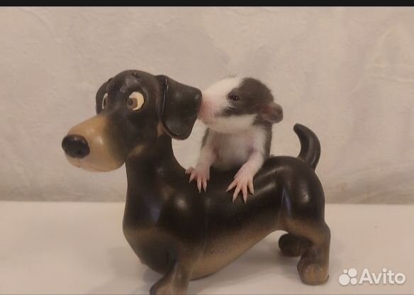 Крыса дамбо