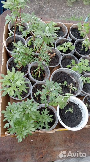 Хризантема мультифлора