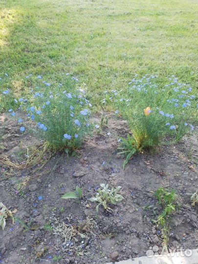 Цветы многолетники.Лён