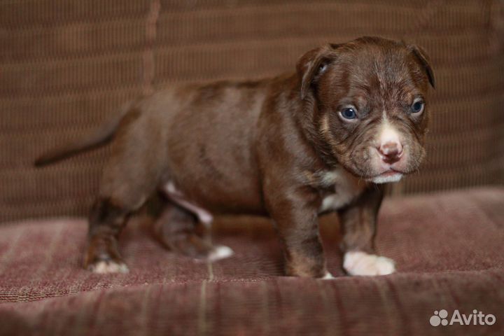 Мальчик булли