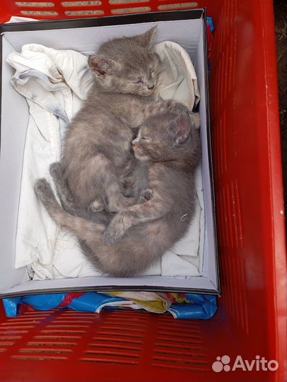 Котята в добрые руки