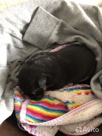 Щенок бесплатно