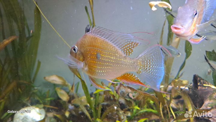 Акарихтис Хеккеля