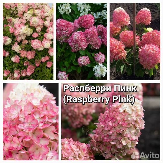 Сортовые метельчатые гортензии