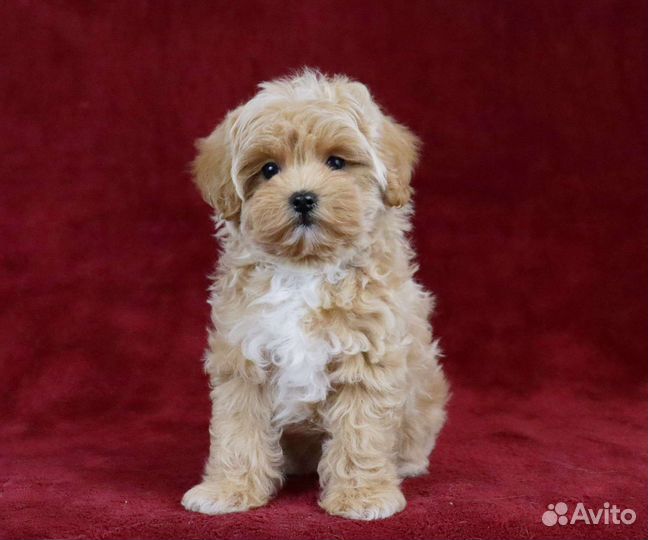 Мини мальтипу Ф1 мальчики и девочки