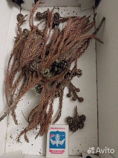 Криптомерии шишечки