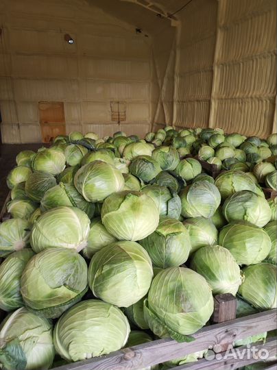 Капуста крупная засолочная