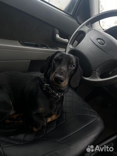 Такса. Вязка