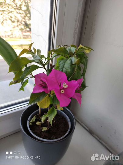 Бугенвилия