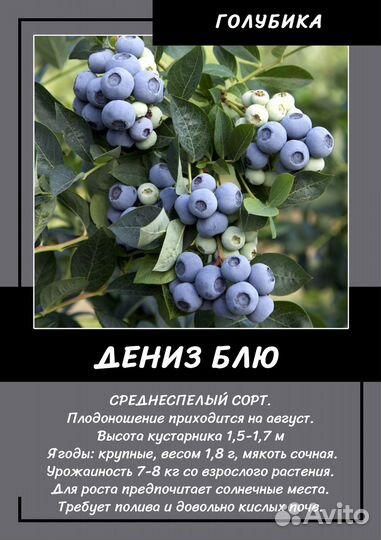 Голубика