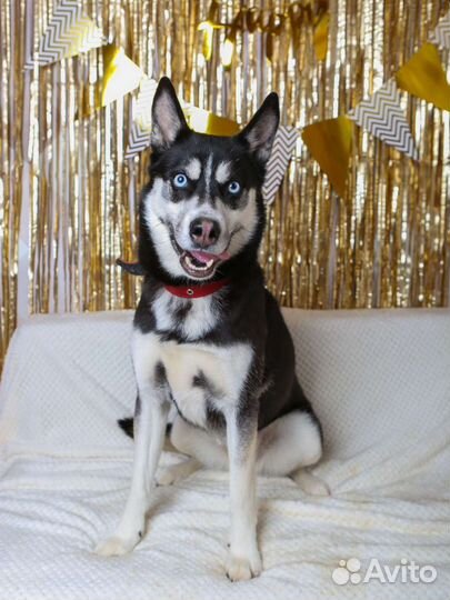 Эсми хаски из приюта