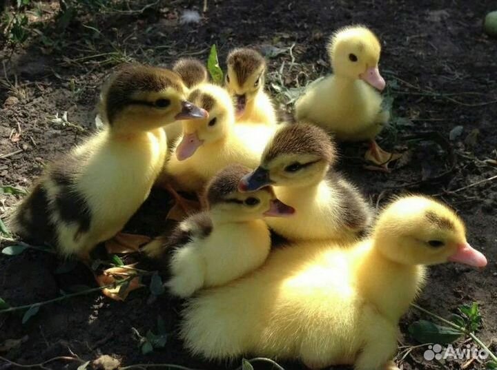 Продаются индоутята