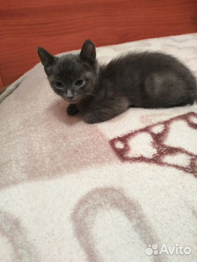 Котята