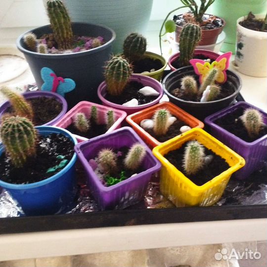 Кактус бесплатно