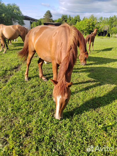 Продам кобылу