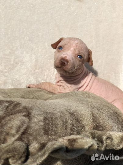 Шоколадная девочка агт