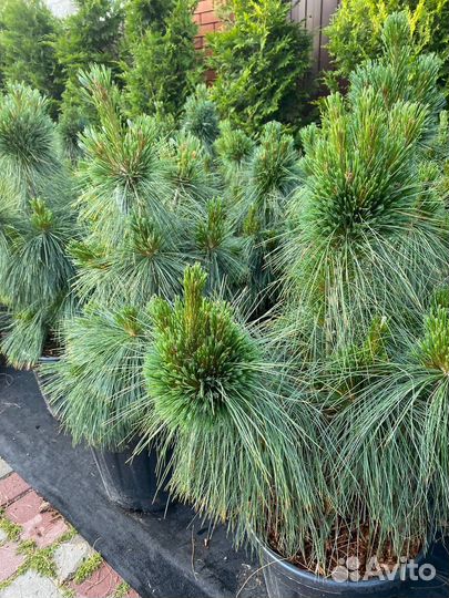 Эксклюзивные сосны