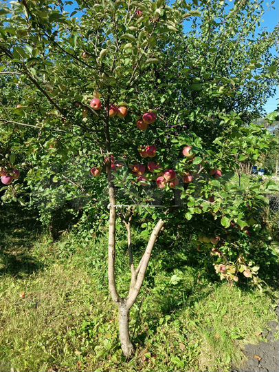 Дача 35 м² на участке 5 сот.