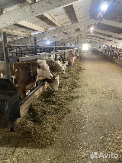 Быки на племя. Австрийский симменталь