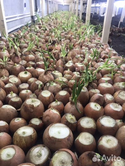 Луковая ферма