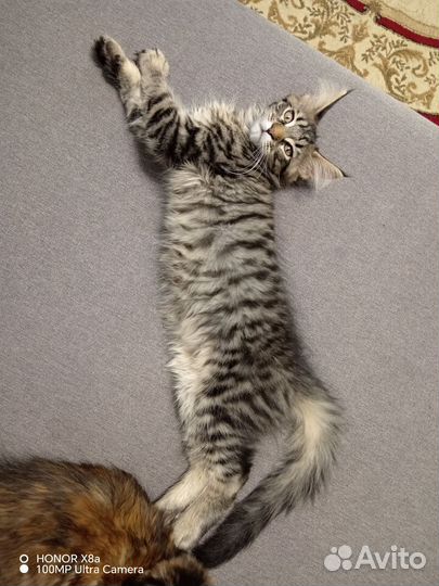 Котята мейн-кун