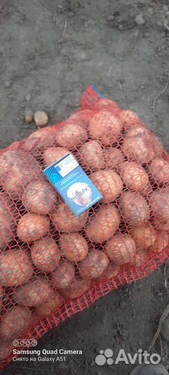 Продам картофель едовой и семенной