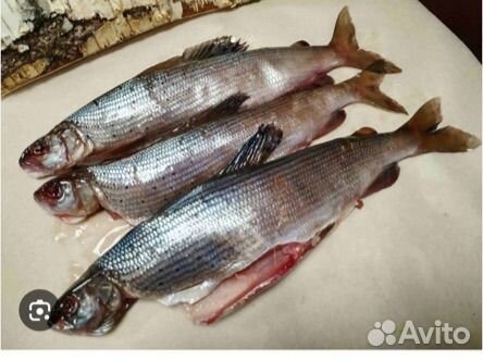 Рыба хариус