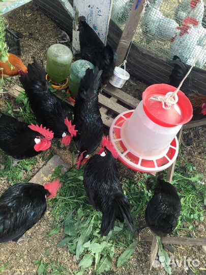 Петухи яичной породы