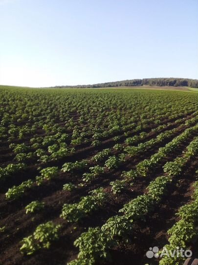 Картошка с доставкой