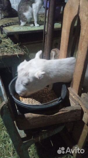 Коза дойная