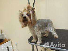 Услуги грумера