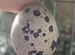 Инкубационное яйцо перепелов белый гигант
