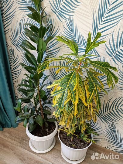 Кодиеум кротон