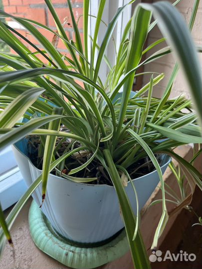 Хлорофитум полосатый