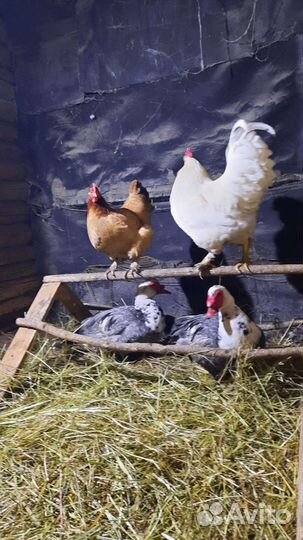 Куры петухи