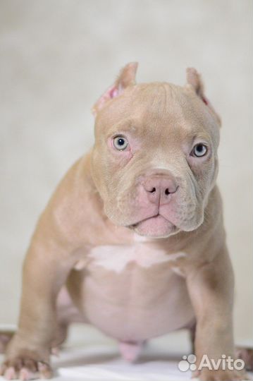 Американский булли экзот