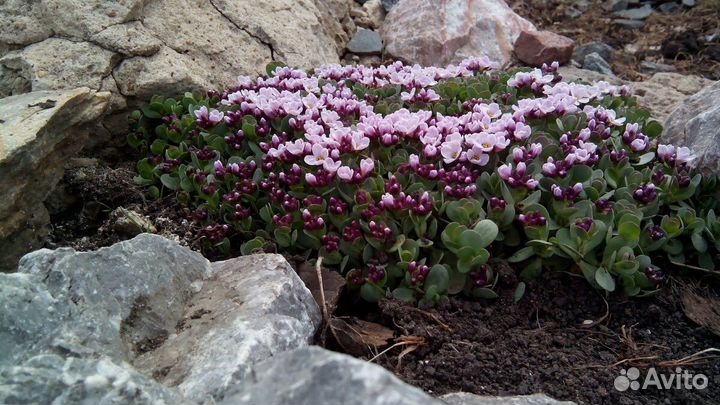 Многолетники для сада