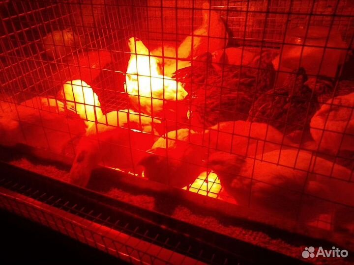 Брудер, сетка,клетка для перепелов