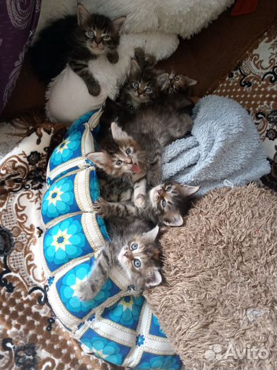 Метисы Мэйн куна