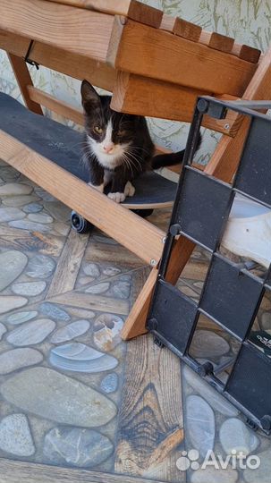 Просто котик