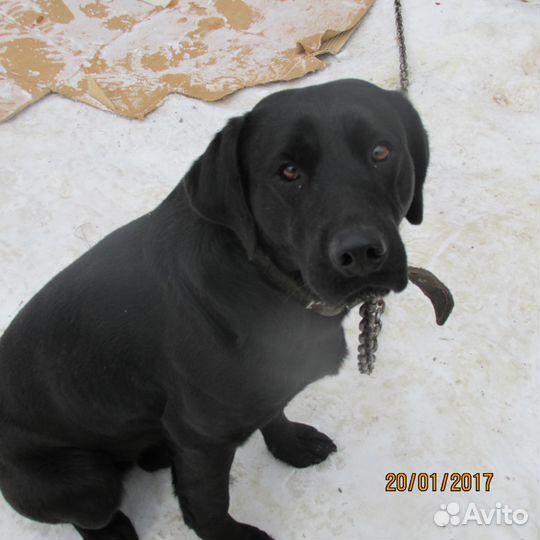 Передержка собак