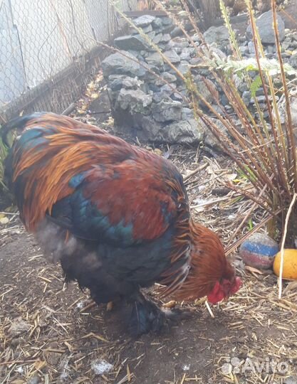 Петух Брама