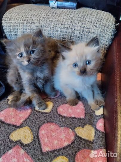 Отдам котят в добрые руки