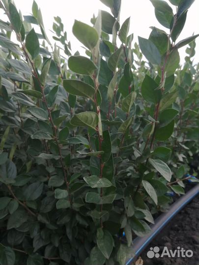 Кизильник блестящий