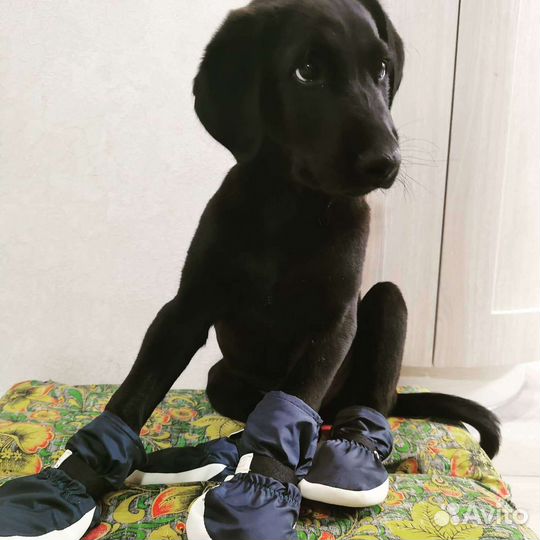 Ботинки для собак шью