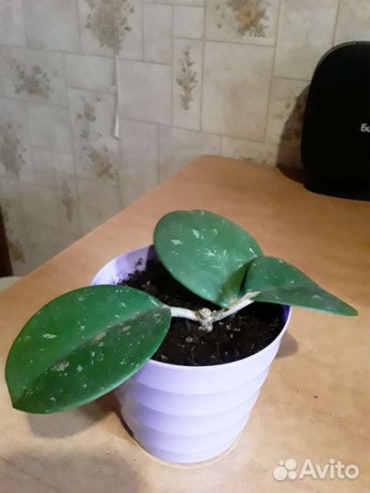 Хойи (укорененные и на срез). Часть 1