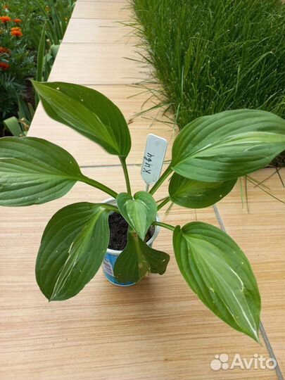 Хоста Киви Фул Монти