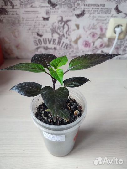 Самый острый перец в мире рассада и семена