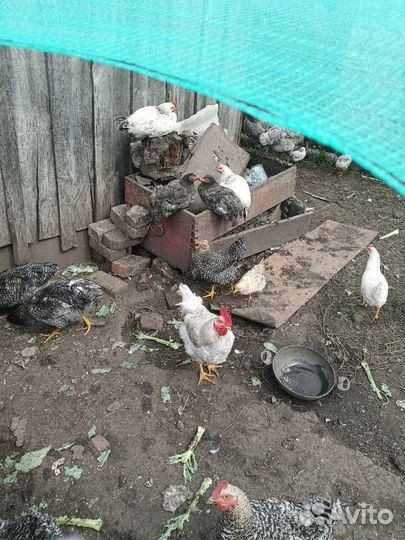 Петух доминант959,107,104